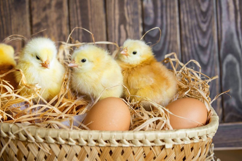 18 день инкубации куриных яиц что нужно делать