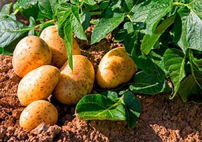 Картофелекопалка «Урожай»